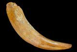 Fossil Crocodile Tooth - Rooted With Great Preservation #81039-1